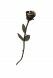 Bronze rose keepsake ashes urn