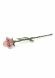 Pink rose keepsake cremation ashes urn